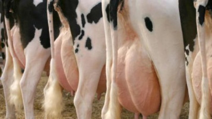 Magnatul Tender s-a apucat de crescut vaci